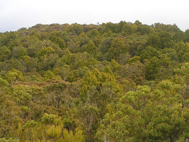 Steward Island 006.jpg